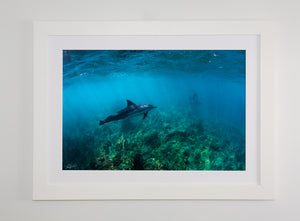 The Hunt - Dolphins in Hawaii. Kona