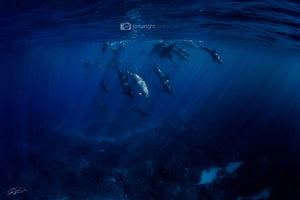 Family - Dolphins in Hawaii. Kona