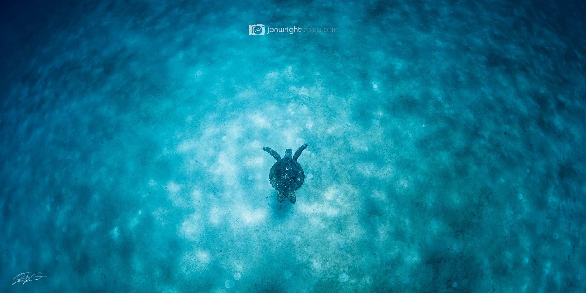 Turtle Dreaming - Oahu, Hawaii