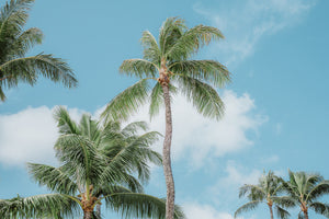 Tropical Palm Print - Turtle Bay, Hawaii