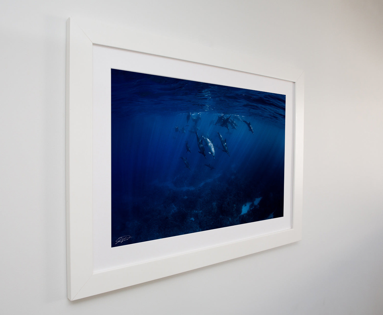 Family - Dolphins in Hawaii. Kona