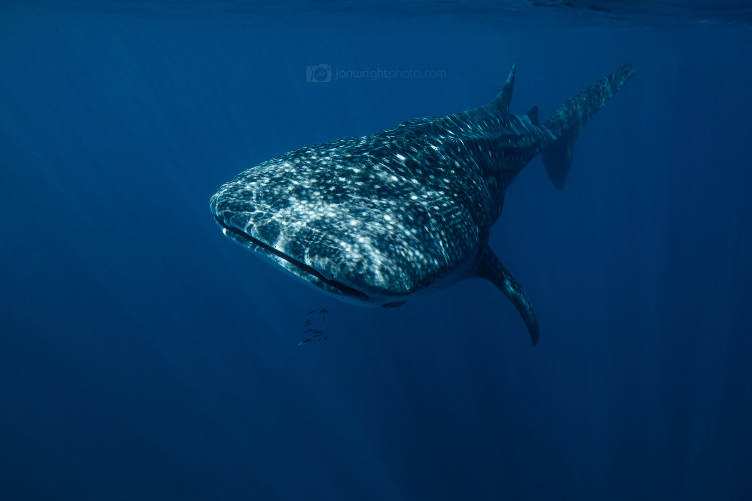 Whale Shark