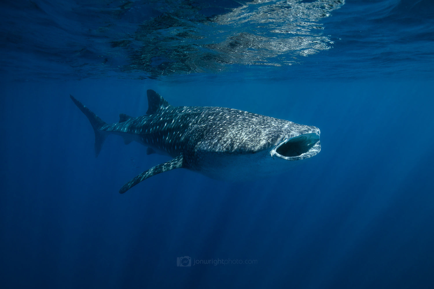 Whale Shark Print - Open Wide