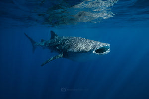 Whale Shark Print - Open Wide