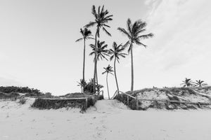 Shady Palms - Gold Coast, Australia