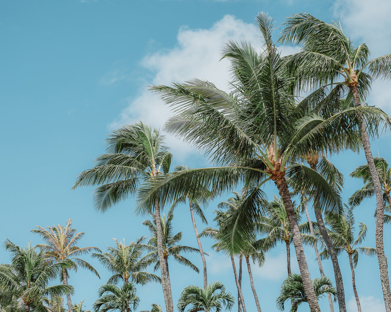 Palm Tree Print Hawaii White Frame