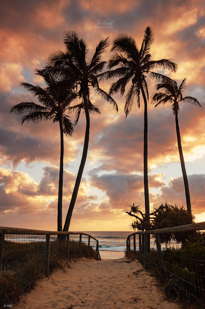 Palm Tree Sunrise Print