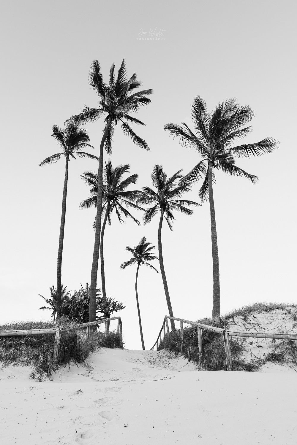 Palm Tree Print Wall Art Black and White