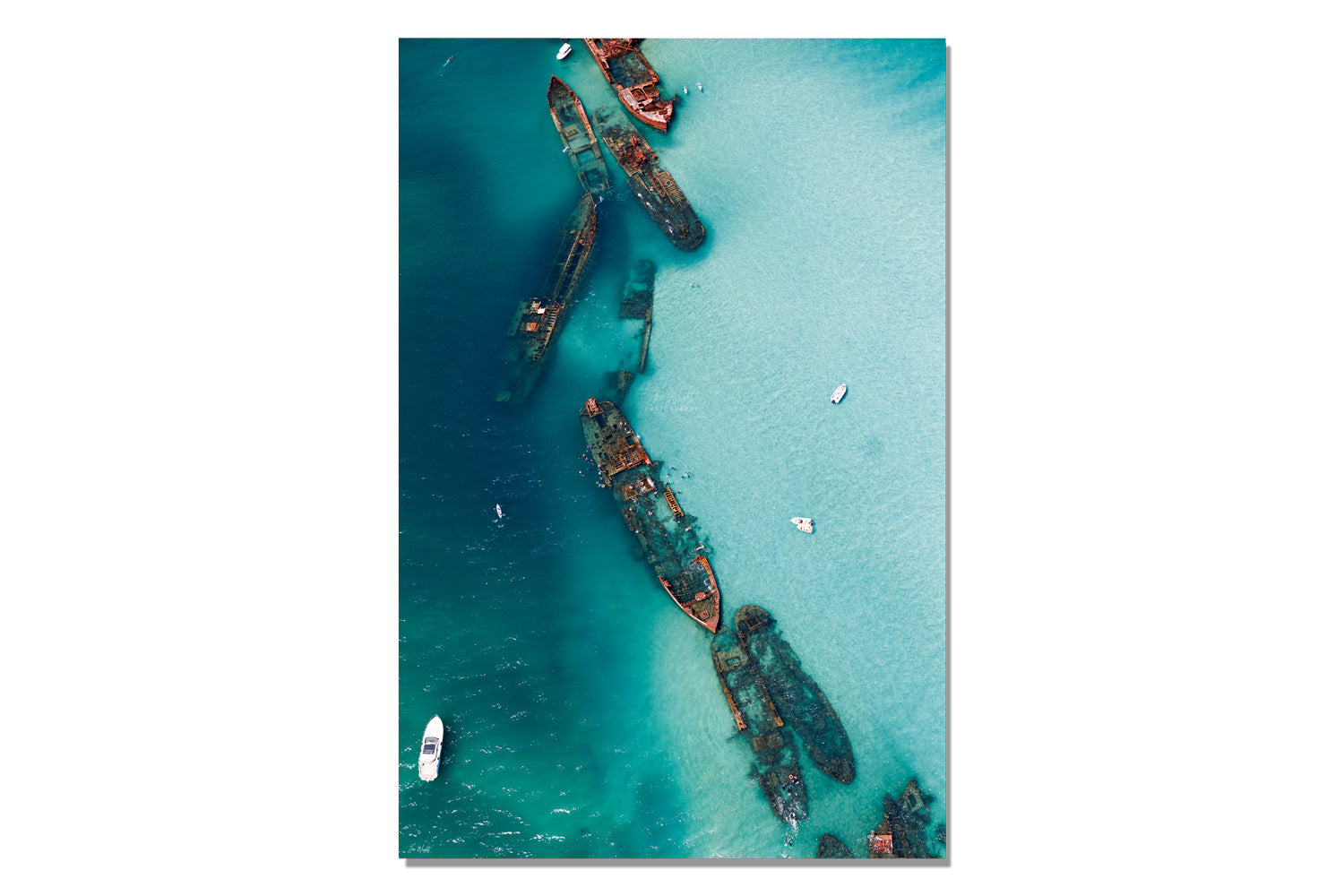 Remora - Tangalooma - Queensland, Australia