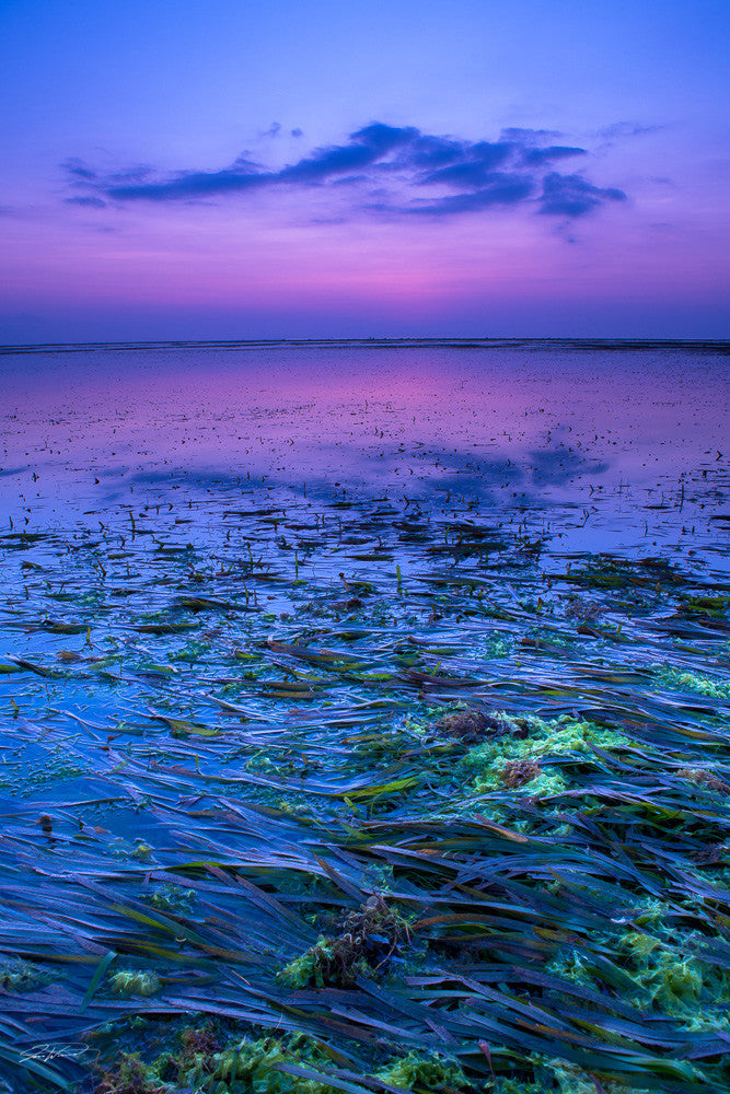 Nusa Dua seaweed