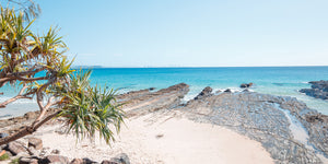 Snapper Rocks Pandanus Treet - Snapper Rocks, Gold Coast - Australia