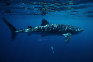 Symbiosis Whale Shark Print