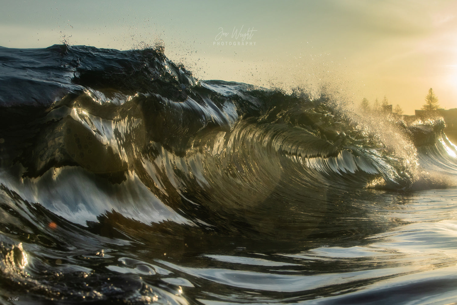 Reef Teeth | Ocean Art