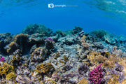 The reef - Great Barrier Reef, QLD Australia