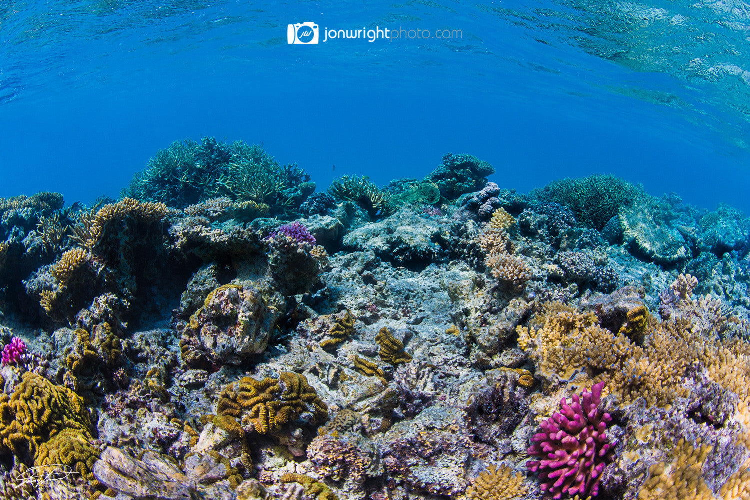 The reef - Great Barrier Reef, QLD Australia