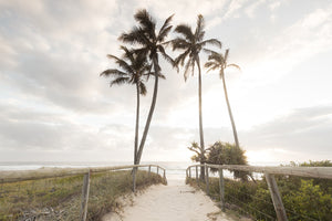 Tropical Palm Tree Photograph Gold Coast