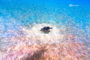 Turtle Traffic -  Waimea Bay, Oahu. Hawaii