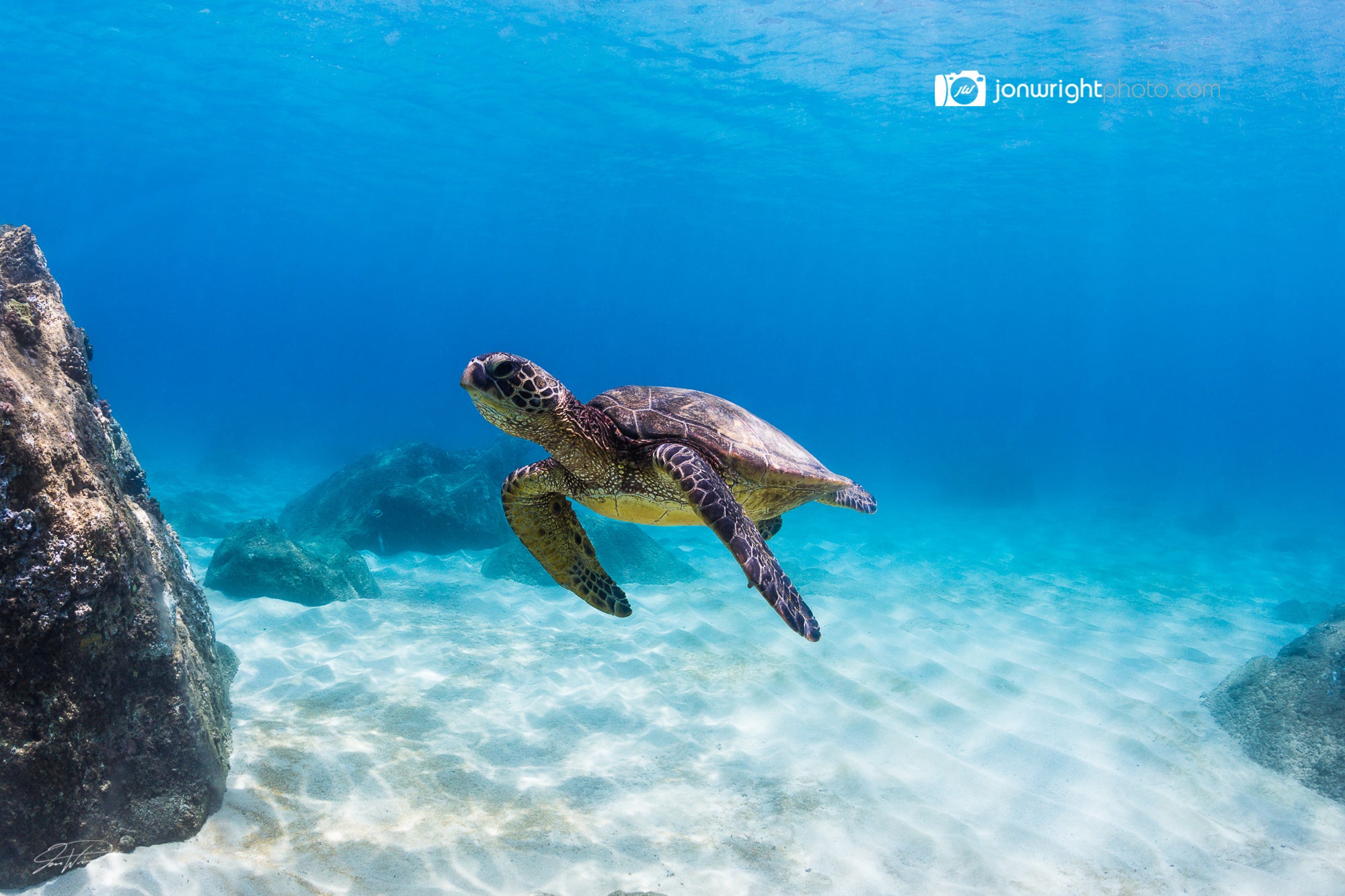 Turtle - Northshore Oahu