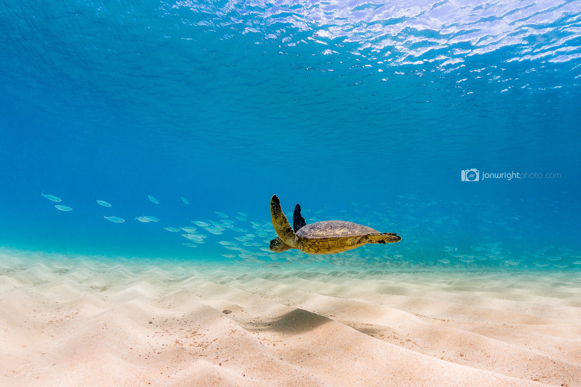 Hover Turtle - Waimea Bay, Oahu. Hawaii