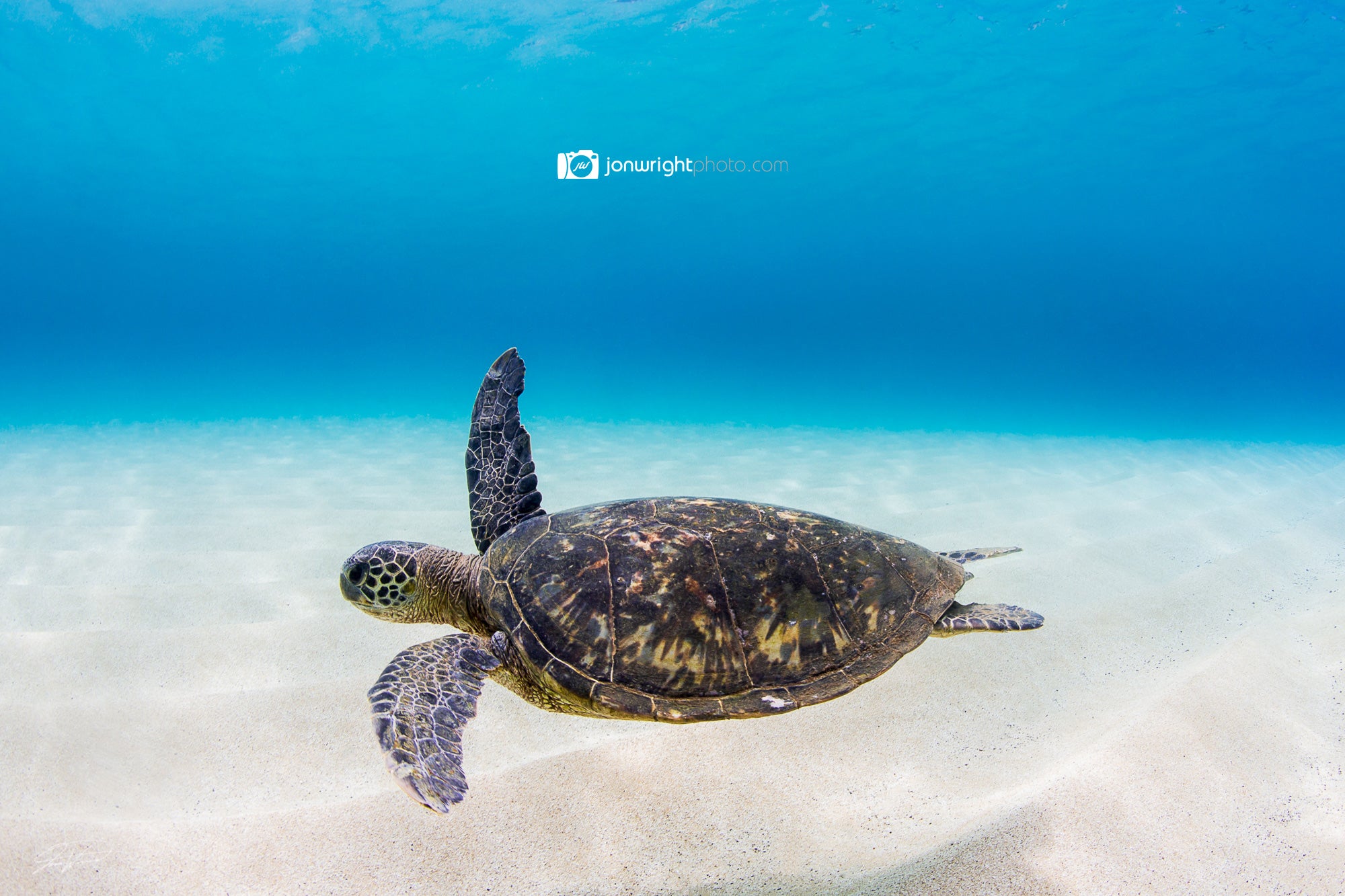 Turtle Glide - Northshore Oahu