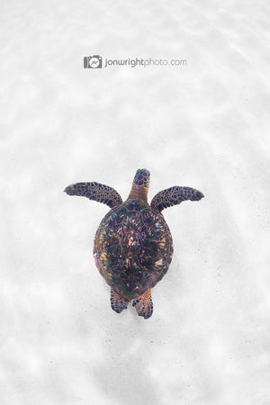 Coral Turtle - Northshore Oahu, Hawaii