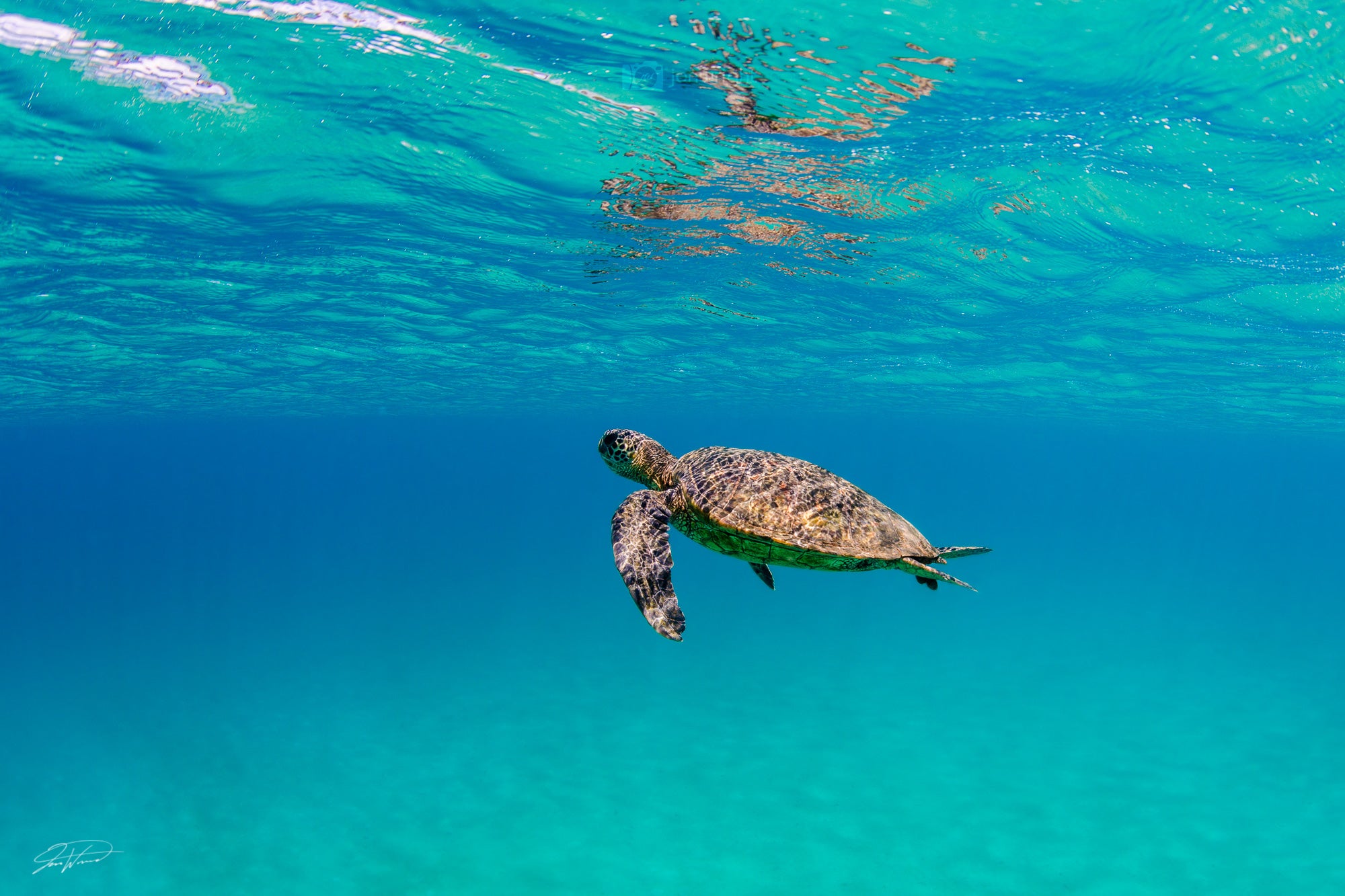 Turtle Rising - Waimea Bay, Oahu. Hawaii