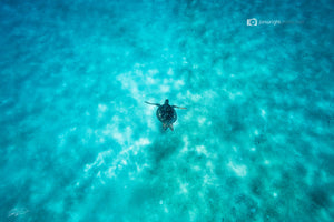 Underwater Glitter - Oahu, Hawaii