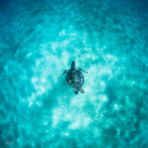 The Dream - Waimea Bay, Oahu. Hawaii