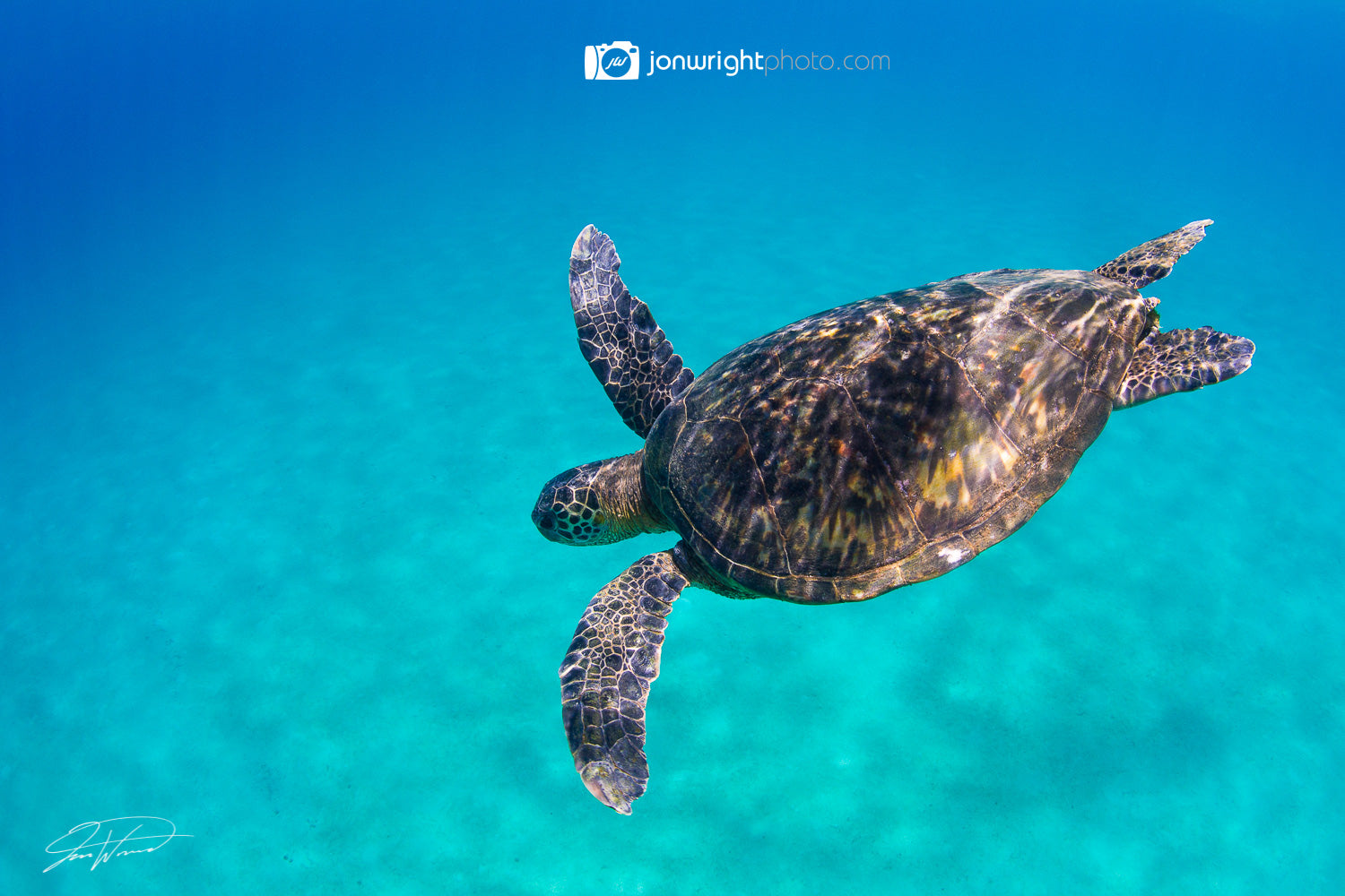 Hawaiian Honu - Northshore Oahu