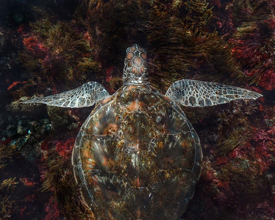 Camouflage Turtle Fine Art Print