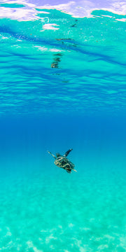 Follow - Oahu, Hawaii