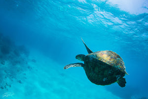 Green Turtle - Chelonia mydas – Lady Musgrave Island, QLD Australia