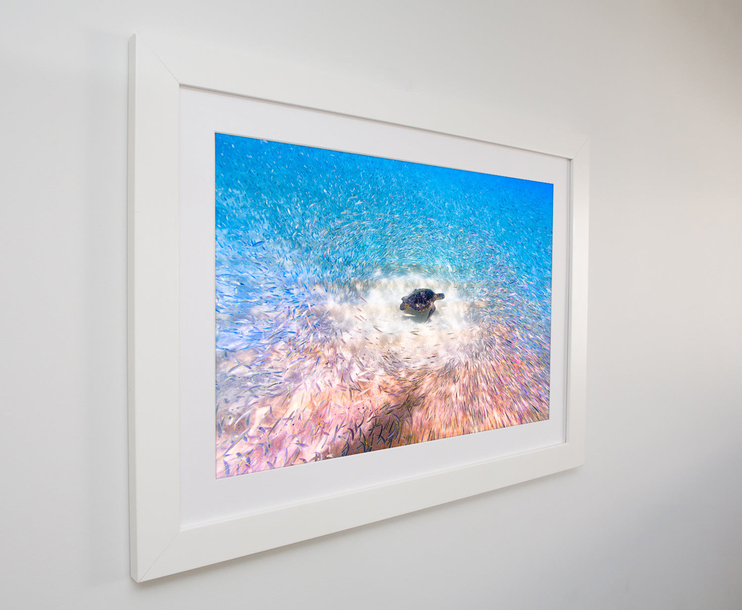 Turtle Traffic -  Waimea Bay, Oahu. Hawaii