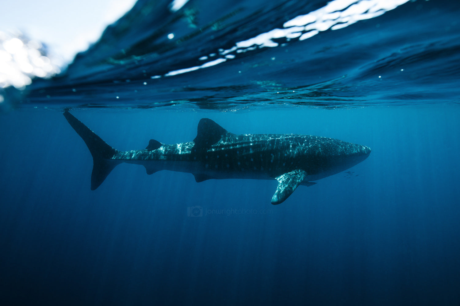 Whale Shark Underwater Swimming Print