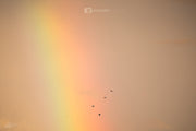 Rainbow flight - Cockatoo QLD, Australia