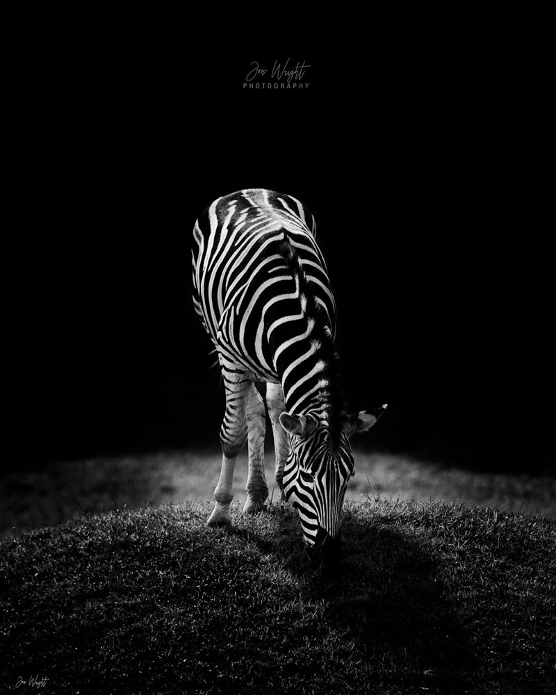 Zebra Wall Art Print